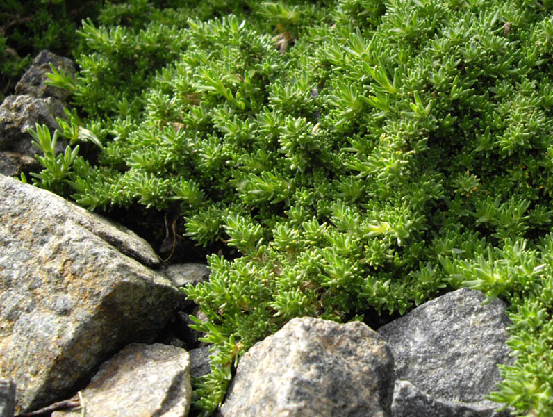 Minuartia obtusiloba en fleurs dans les éboulis des Rocheuses
